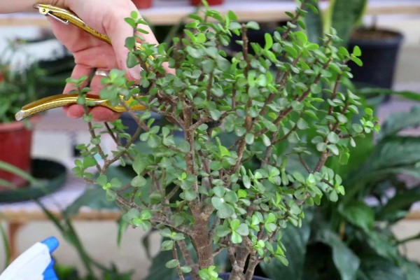 金枝玉叶盆栽的修剪方法，春季进行大幅修剪