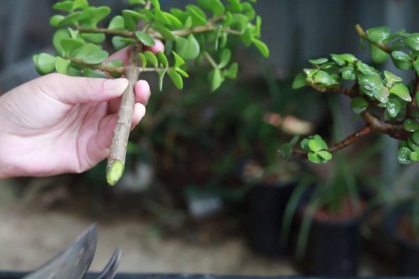 金枝玉叶盆栽的修剪方法，春季进行大幅修剪