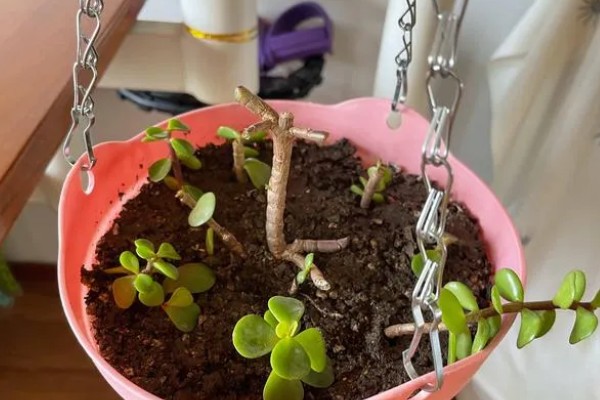 金枝玉叶盆栽的修剪方法，春季进行大幅修剪