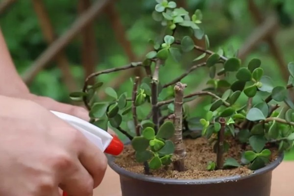 金枝玉叶盆栽的修剪方法，春季进行大幅修剪