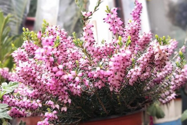 为什么欧石楠的花语会是背叛,是因为小说情节