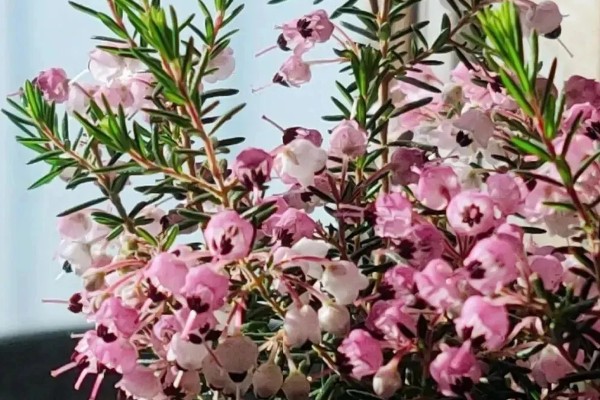 为什么欧石楠的花语会是背叛,是因为小说情节