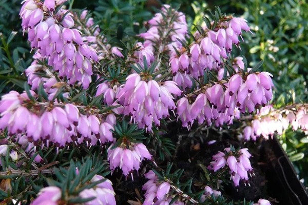 为什么欧石楠的花语会是背叛,是因为小说情节