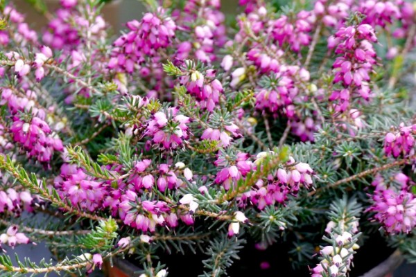 为什么欧石楠的花语会是背叛,是因为小说情节