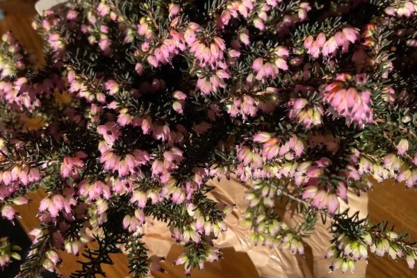 为什么欧石楠的花语会是背叛,是因为小说情节