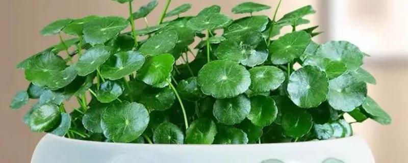 铜钱草叶子发黄怎么处理，控制浇水避免过量