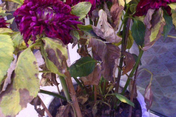 大丽花叶片萎蔫如何处理,遇到强光要为它遮阴或搬入室内养护