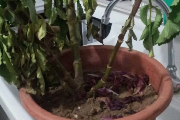 大丽花叶片萎蔫如何处理,遇到强光要为它遮阴或搬入室内养护