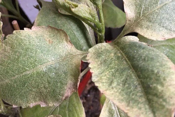 大丽花叶片萎蔫如何处理,遇到强光要为它遮阴或搬入室内养护