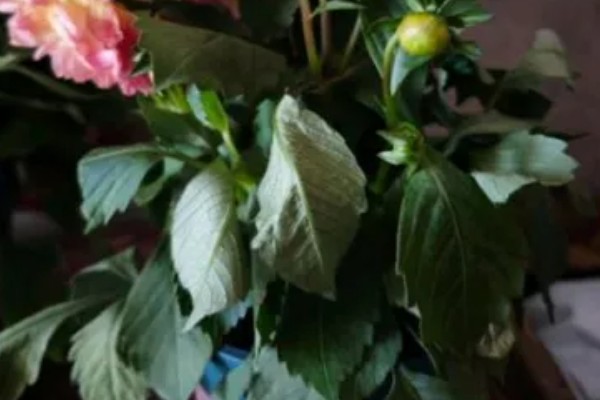 大丽花叶片萎蔫如何处理,遇到强光要为它遮阴或搬入室内养护