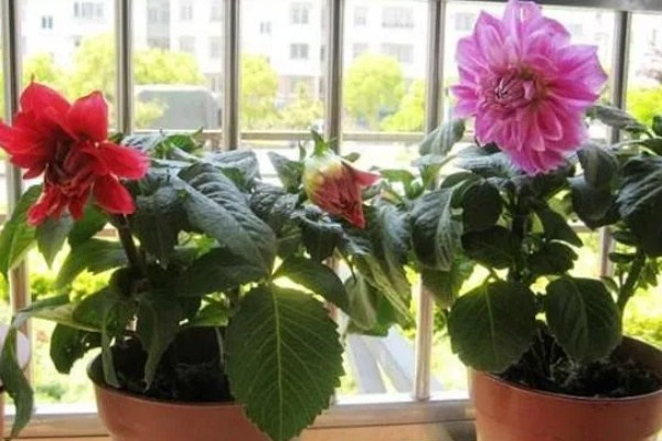 大丽花叶片萎蔫如何处理,遇到强光要为它遮阴或搬入室内养护