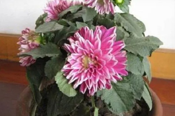 大丽花叶片萎蔫如何处理,遇到强光要为它遮阴或搬入室内养护