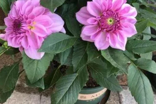 大丽花叶片萎蔫如何处理,遇到强光要为它遮阴或搬入室内养护