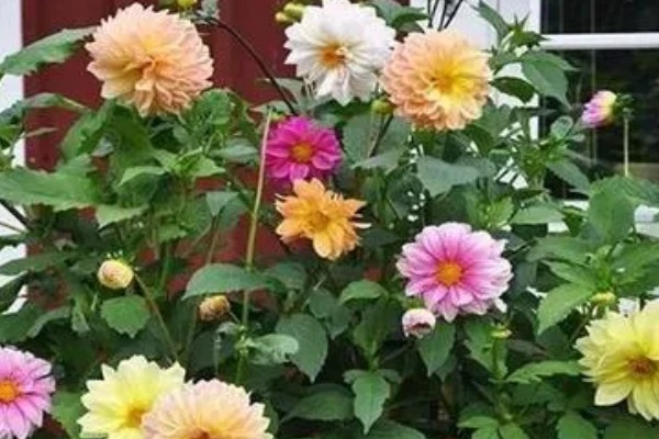 大丽花叶片萎蔫如何处理,遇到强光要为它遮阴或搬入室内养护