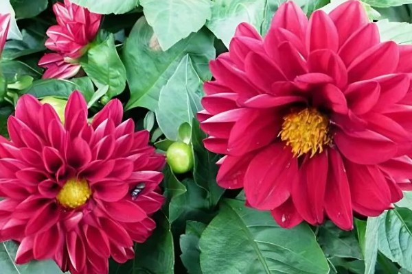 大丽花叶片萎蔫如何处理,遇到强光要为它遮阴或搬入室内养护