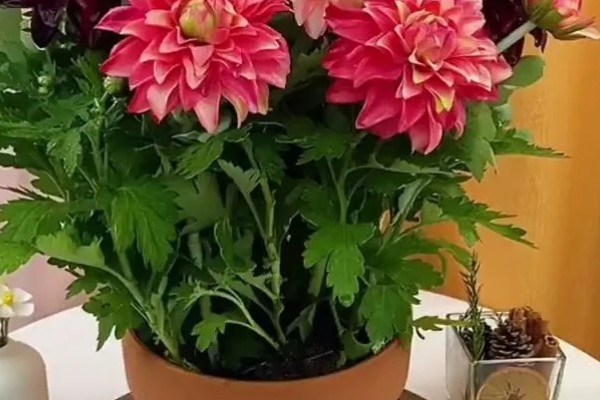 大丽花叶片萎蔫如何处理,遇到强光要为它遮阴或搬入室内养护
