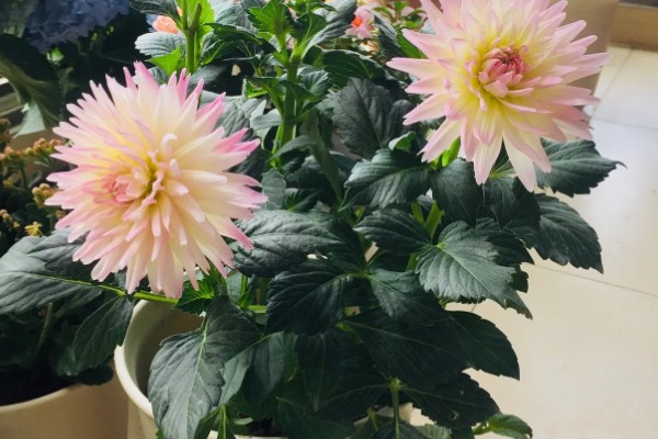 大丽花叶片萎蔫如何处理,遇到强光要为它遮阴或搬入室内养护