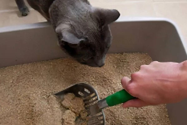 猫咪不埋屎是什么原因，可能是沙盆太脏所致