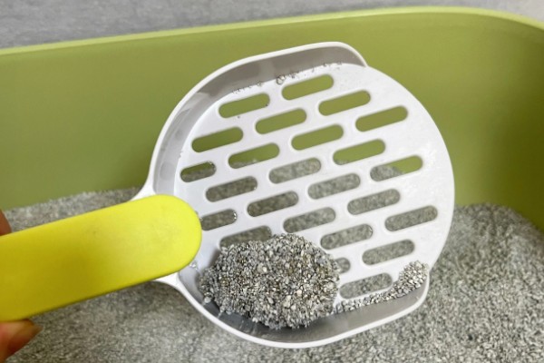 猫咪不埋屎是什么原因，可能是沙盆太脏所致