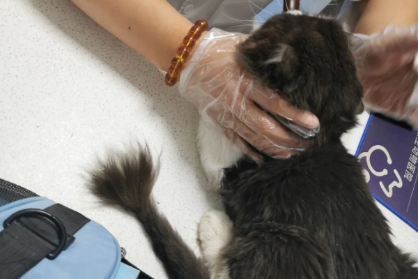 猫咪不埋屎是什么原因，可能是沙盆太脏所致