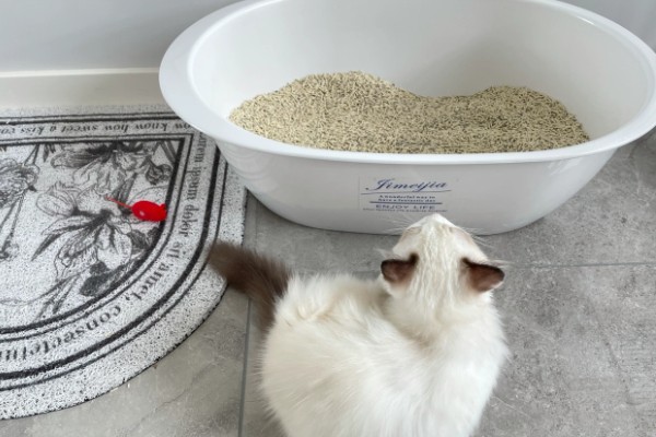 猫咪不埋屎是什么原因，可能是沙盆太脏所致