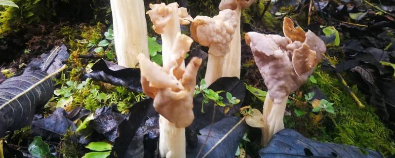 黑马鞍菌的保鲜方法，可冷藏保鲜、辐射保鲜等