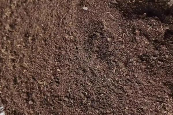 四季茶花用哪种肥料好，推荐氮肥、磷钾肥等