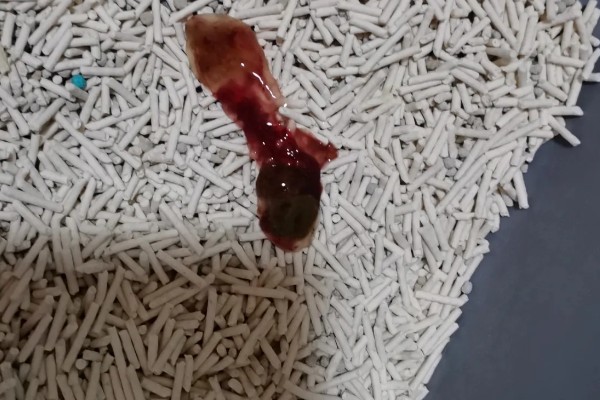 猫咪不埋屎是什么原因，可能是沙盆太脏所致