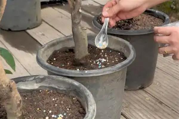 四季茶花用哪种肥料好，推荐氮肥、磷钾肥等