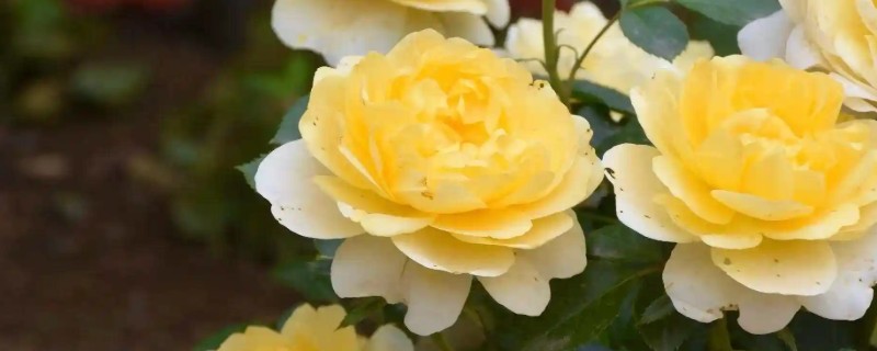 黄色月季花有什么寓意，代表青春气息、道歉等含义