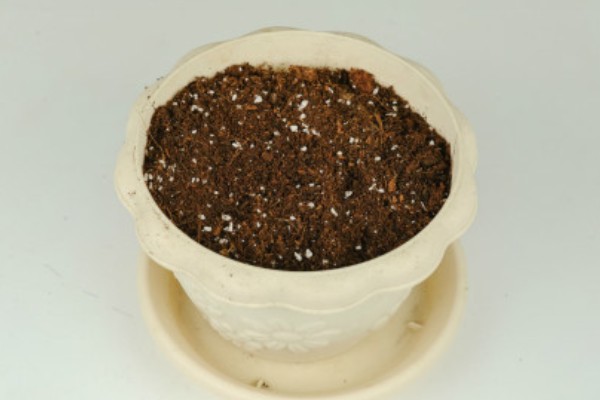 长春花叶片卷缩萎蔫怎么解决，缺少水分需要浸湿土壤