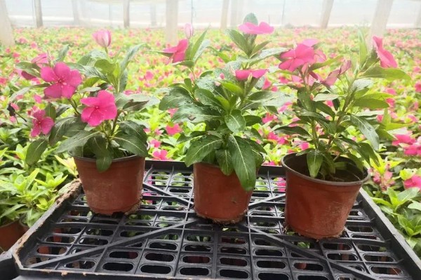 长春花叶片卷缩萎蔫怎么解决，缺少水分需要浸湿土壤