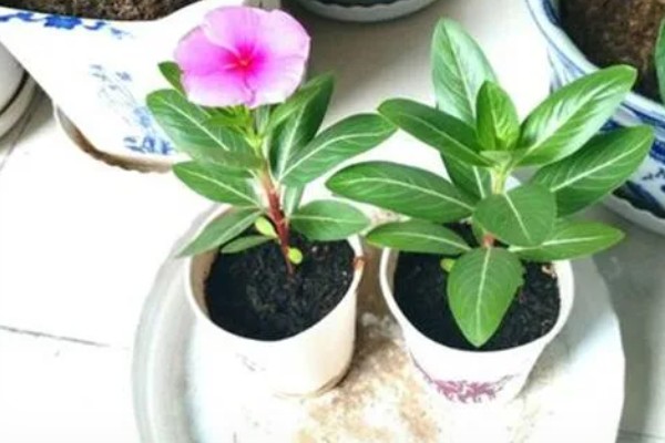 长春花叶片卷缩萎蔫怎么解决，缺少水分需要浸湿土壤