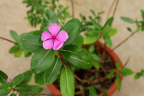 长春花叶片卷缩萎蔫怎么解决，缺少水分需要浸湿土壤