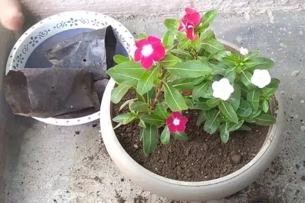 长春花叶片卷缩萎蔫怎么解决，缺少水分需要浸湿土壤