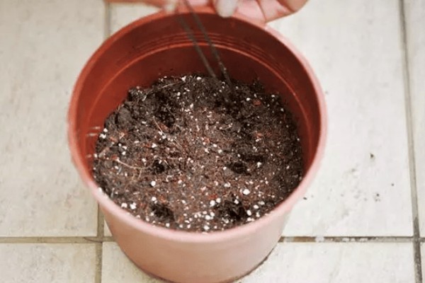 长春花叶片卷缩萎蔫怎么解决，缺少水分需要浸湿土壤