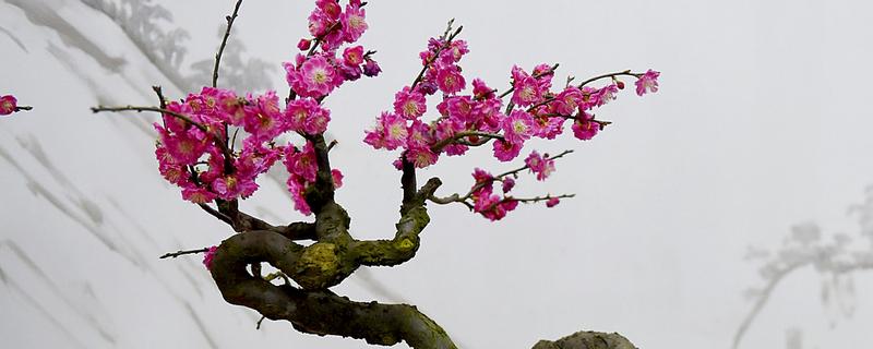 梅花的寓意，寓意高洁孤傲、坚韧勇敢等