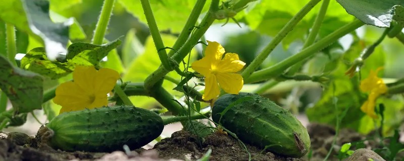 大棚黄瓜怎么留瓜，根据根瓜的长势决定去留