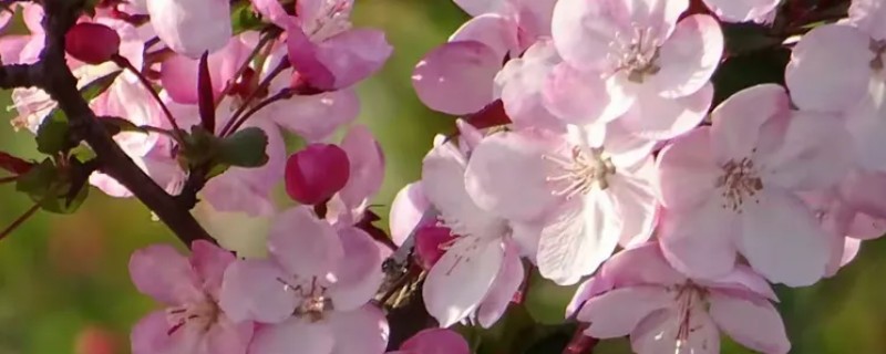 海棠叶子上锈斑怎么防治,可喷洒粉锈宁可湿性粉剂