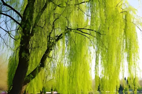 柳树的作用，可以净化空气及美化环境