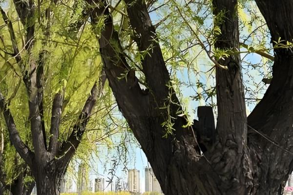 柳树的作用，可以净化空气及美化环境