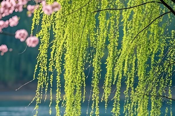 柳树的作用，可以净化空气及美化环境