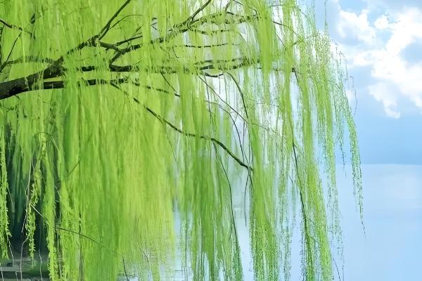 柳树的作用，可以净化空气及美化环境