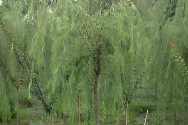 柳树的作用，可以净化空气及美化环境