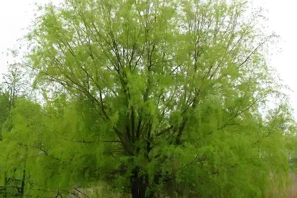 柳树的作用，可以净化空气及美化环境