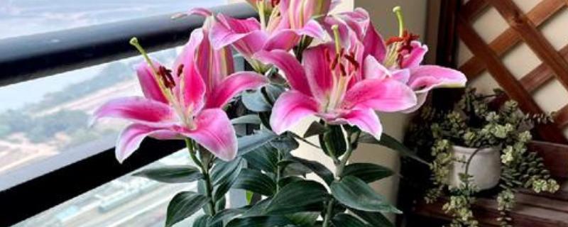 香水百合水浇多了的解决办法，及时松土并加强通风