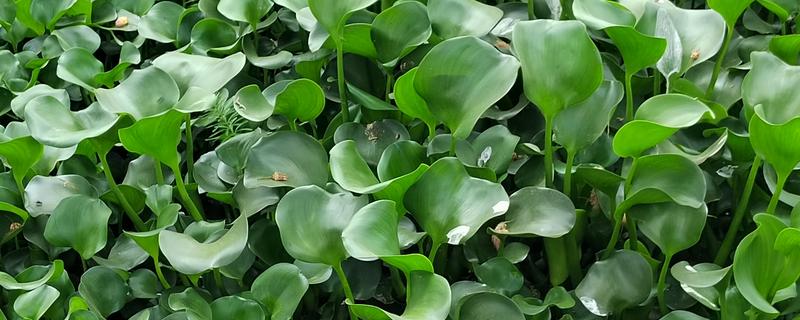 怎么养水葫芦,适宜生长在温暖且湿润的环境中