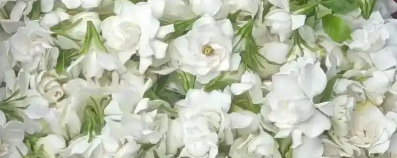 新鲜栀子花能吃吗，可以吃