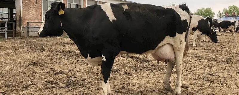 为什么奶牛会一直产奶，是由于一直处在哺乳期