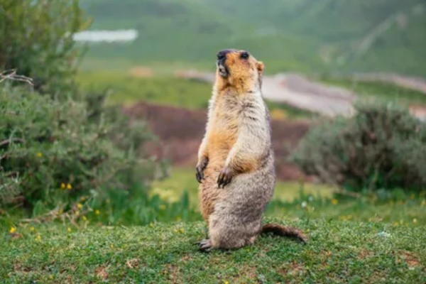 旱獭是不是夜行动物,旱獭不是夜行动物